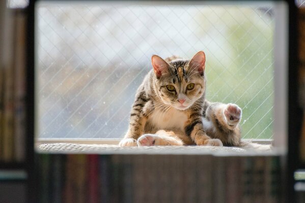 Spotted cat looks into the lens