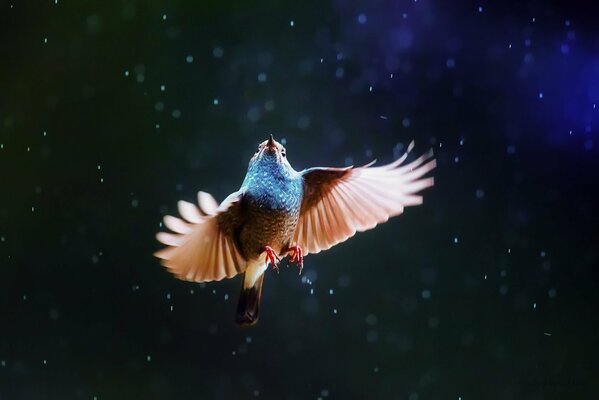 Pájaro brillante volando en el cielo bajo la lluvia