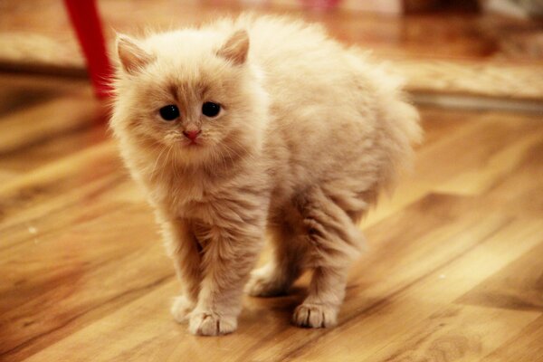 Un gato blanco asustado