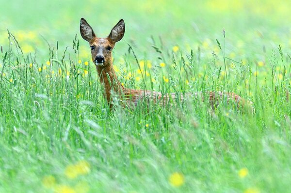 Eleganter Damhirsch im Sommer auf dem Feld