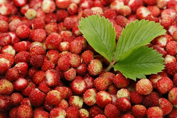 A scattering of fresh strawberries with a leaf