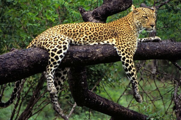 The leopard is lying on a tree with its paws hanging down