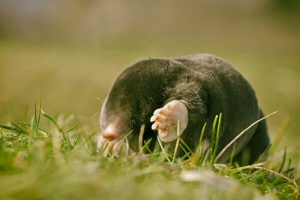 A mole on the surface of the lawn