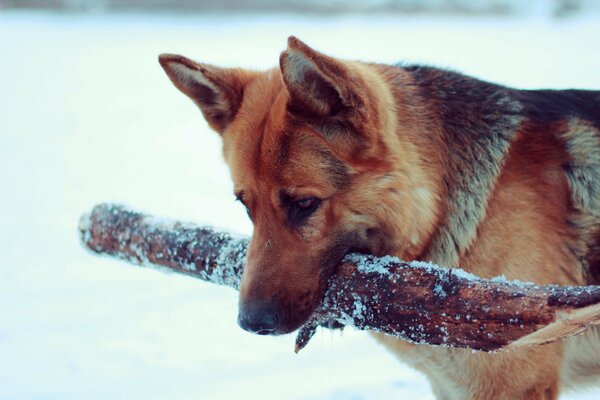 Der deutsche Schäferhund führt den Befehl aus