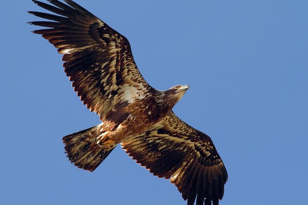 An eagle soars in the sky with its wings outstretched