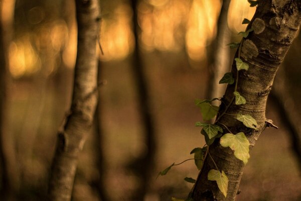 En el bosque entre los árboles al amanecer