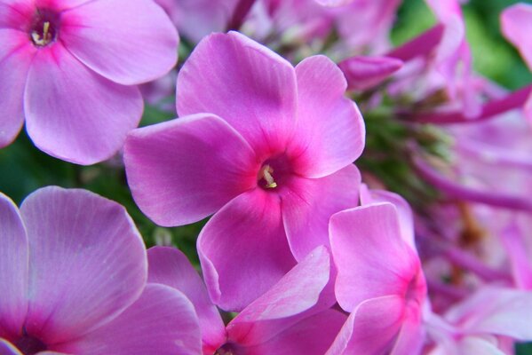 Bellissimi phlox rosa brillante in piena estate