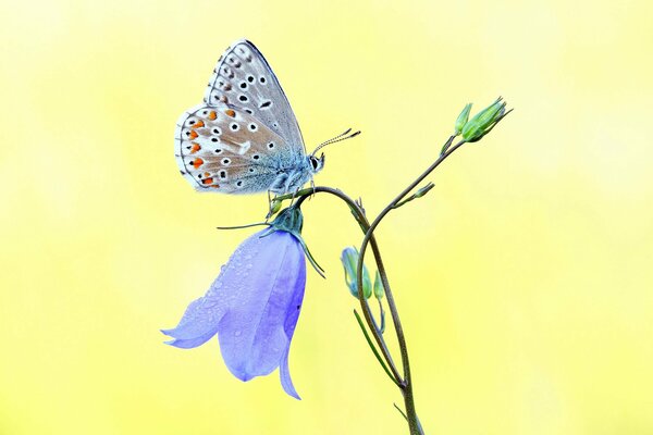 Butterfly On a bell flower on a yellow background