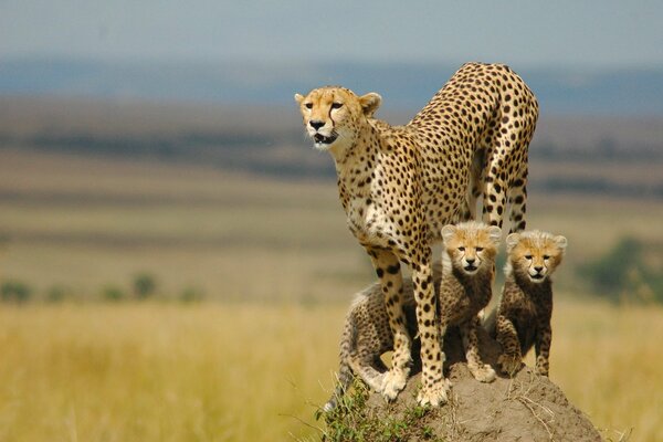 Famille de guépards. Chatons et mère