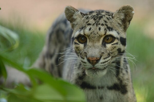 Un giovane leopardo si nasconde tra i cespugli