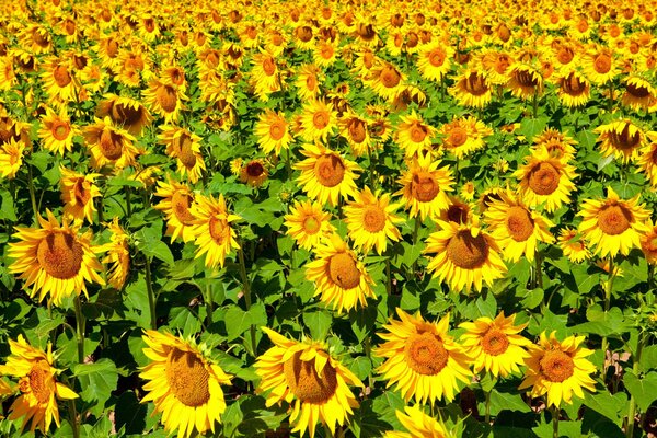 Sunny field of yellow sunflowers