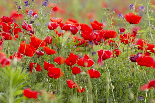 Field of red poppy buds