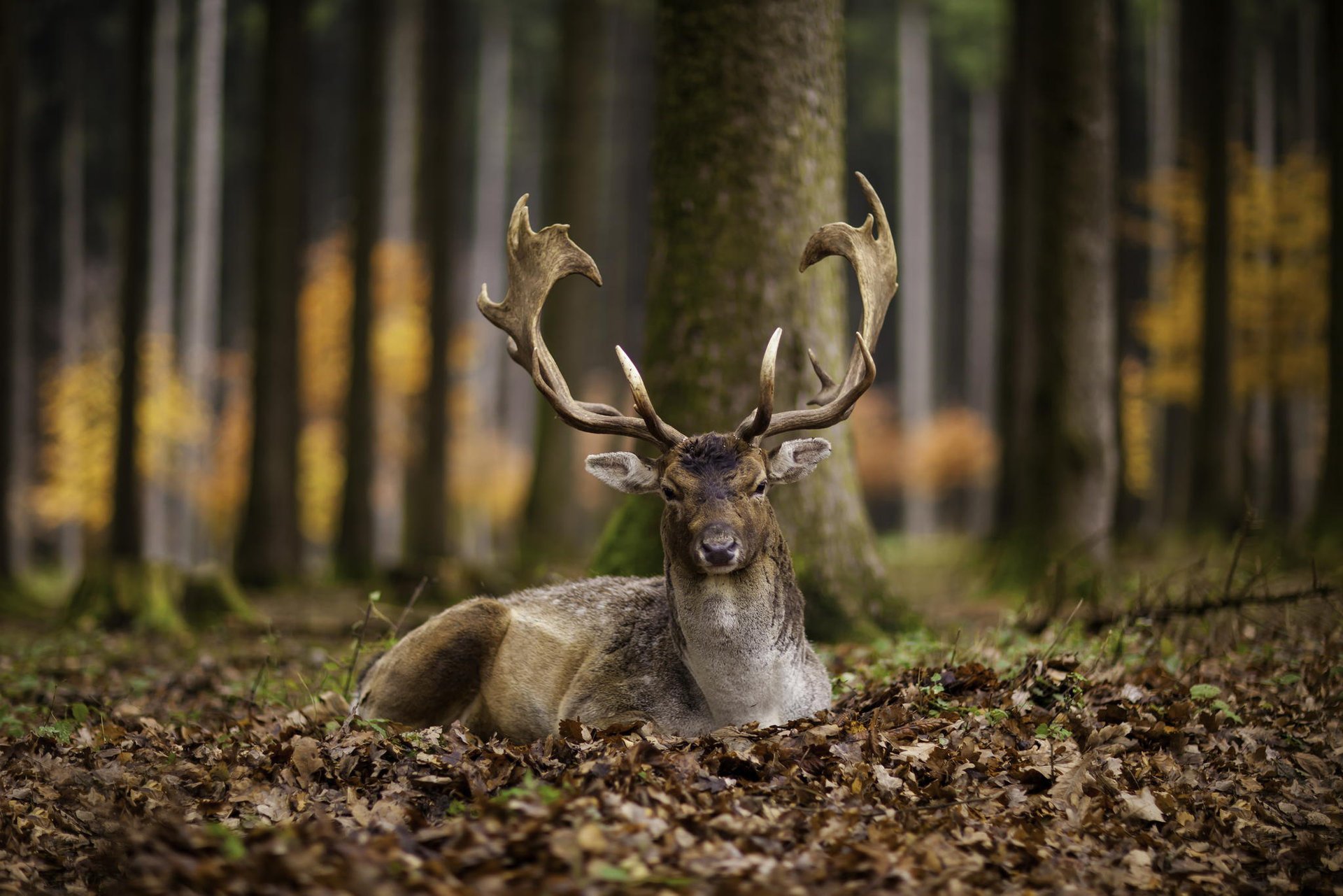 cerf feuilles automne