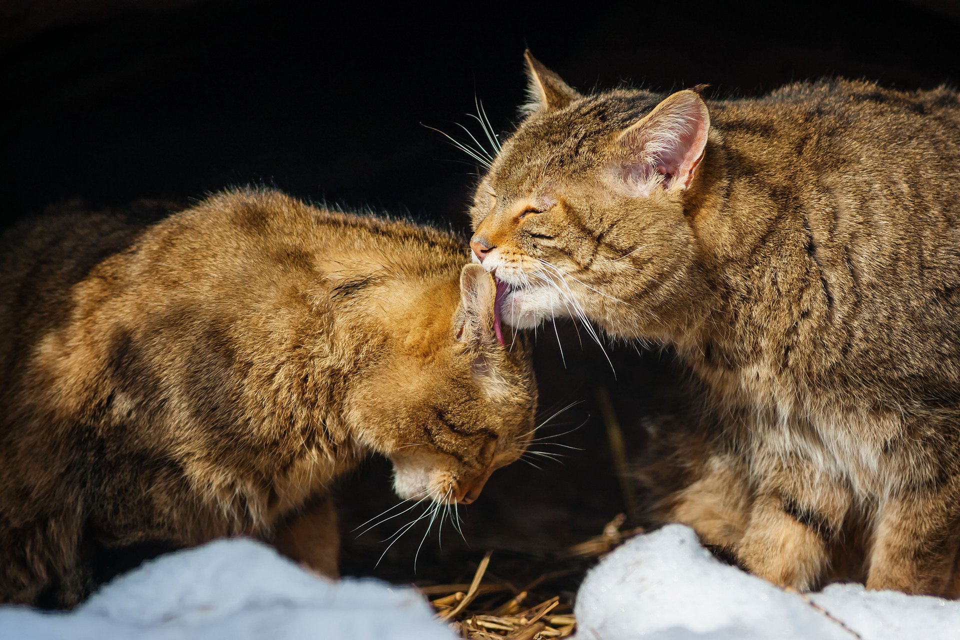 grey tenderness cats care two