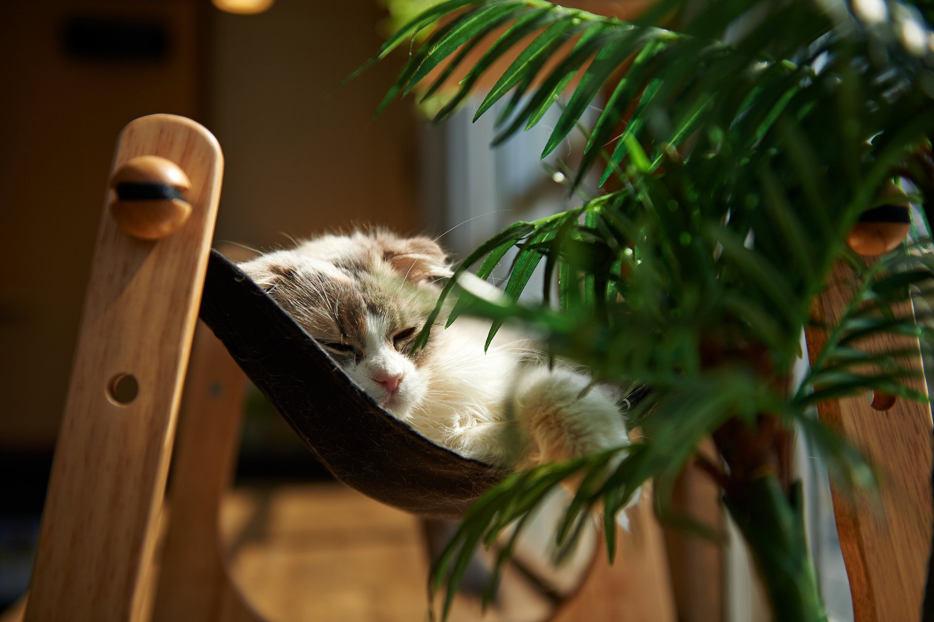 gato habitación acostado planta gato