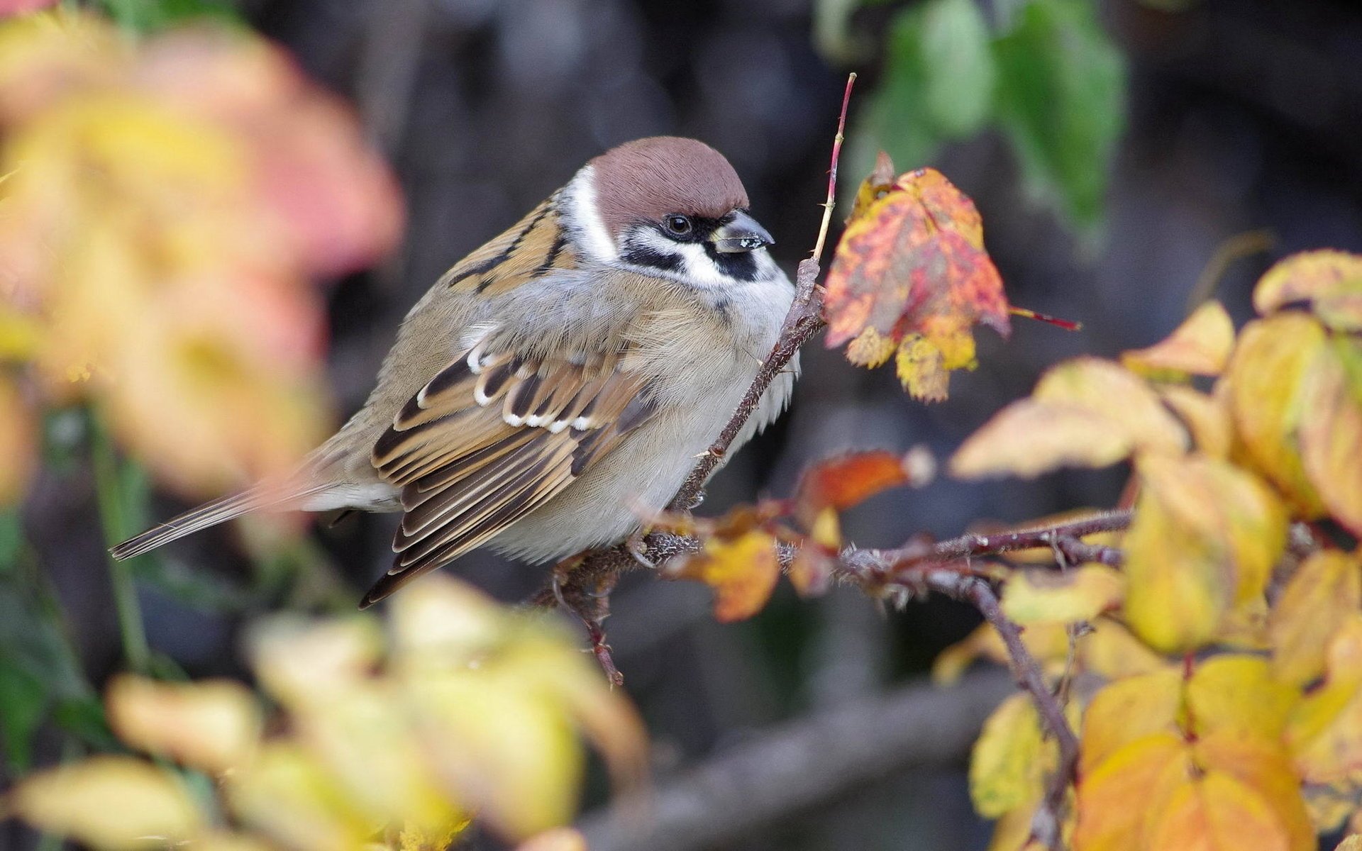 naturaleza otoño rama gorrión follaje pájaro