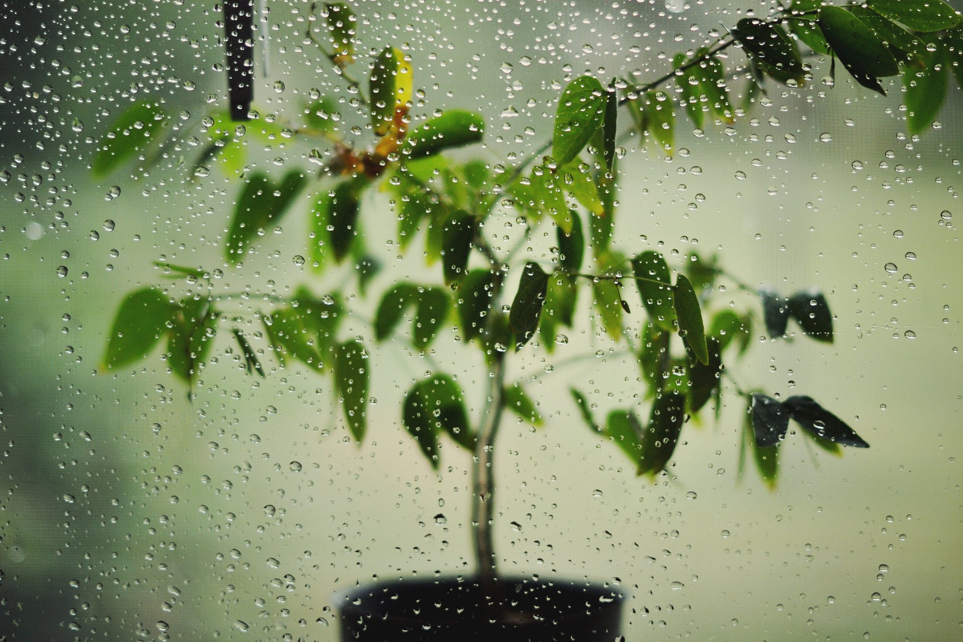 planta en maceta gotas vidrio