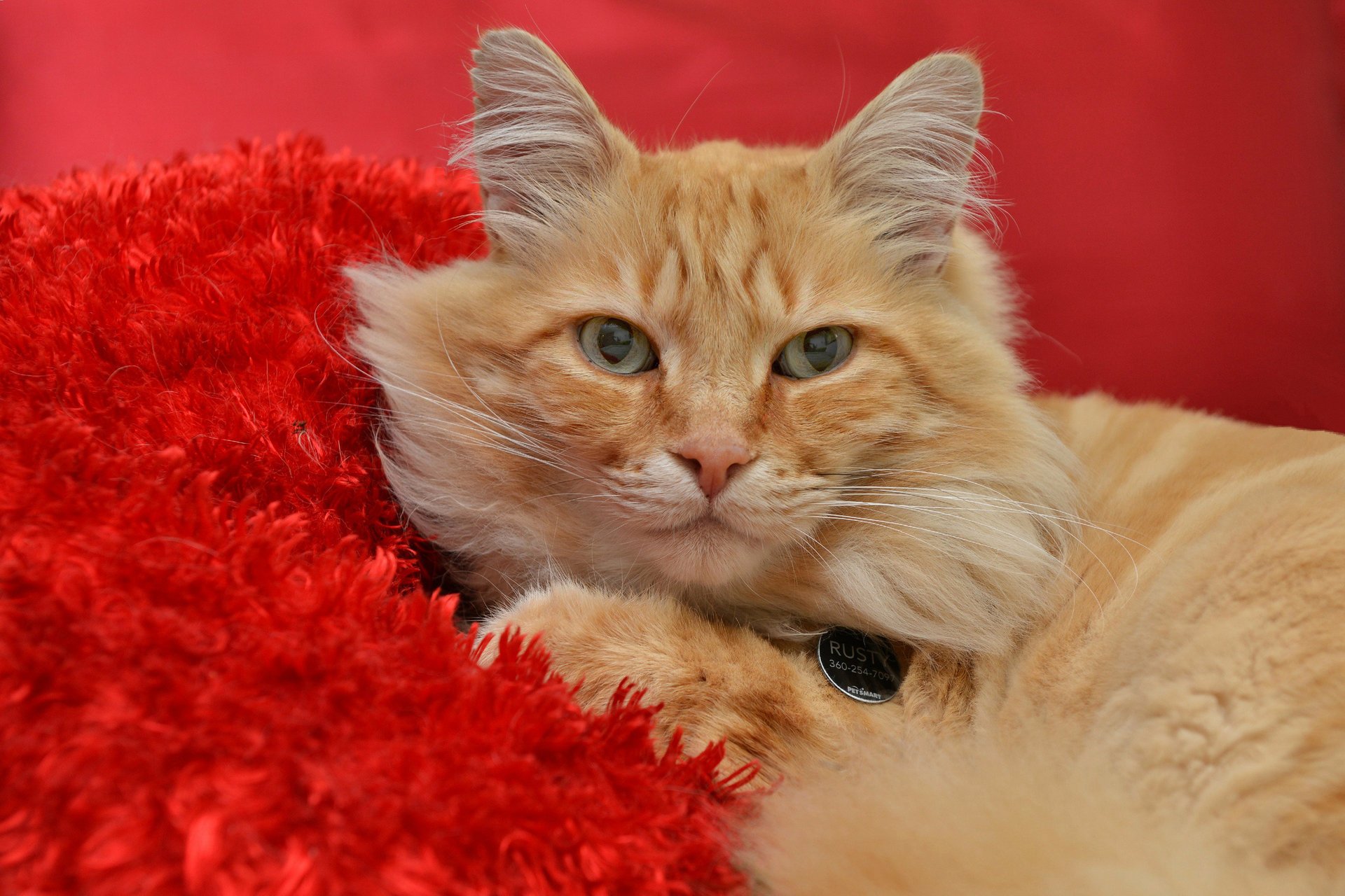 chat vue fond rouge rousse