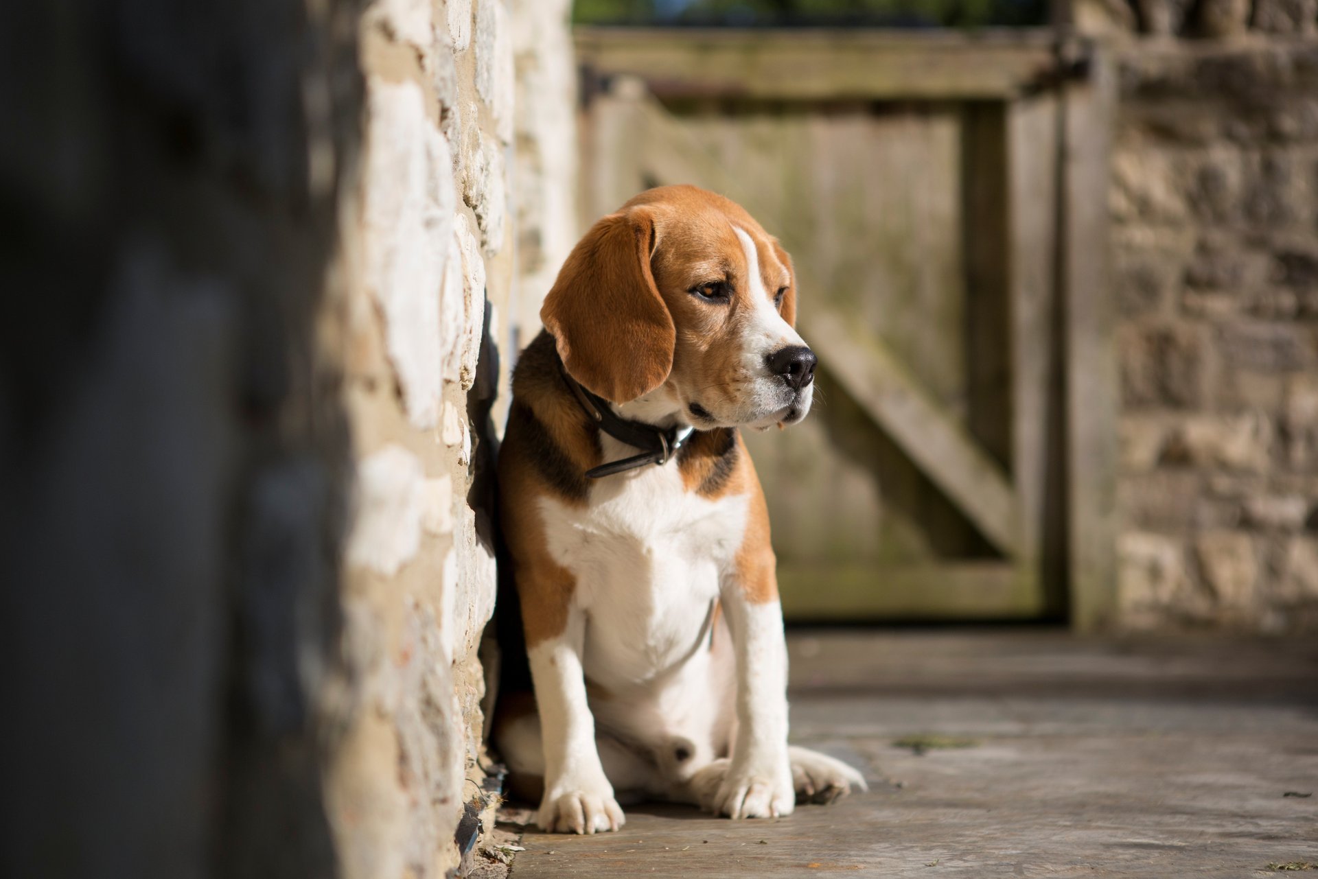 cani carta da parati muso parete cane doggy cane sfondo