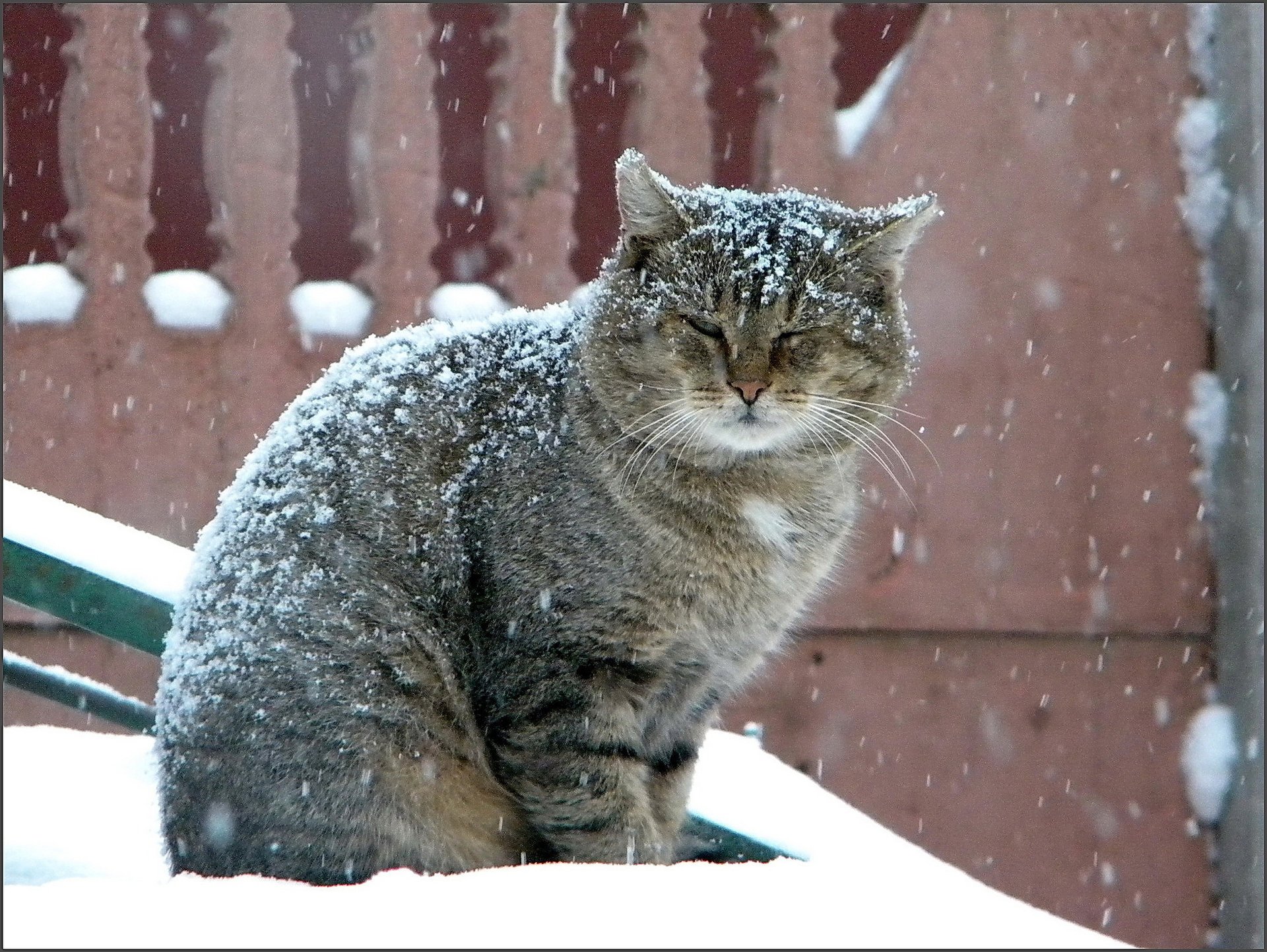 кот большой снегопад серый зима