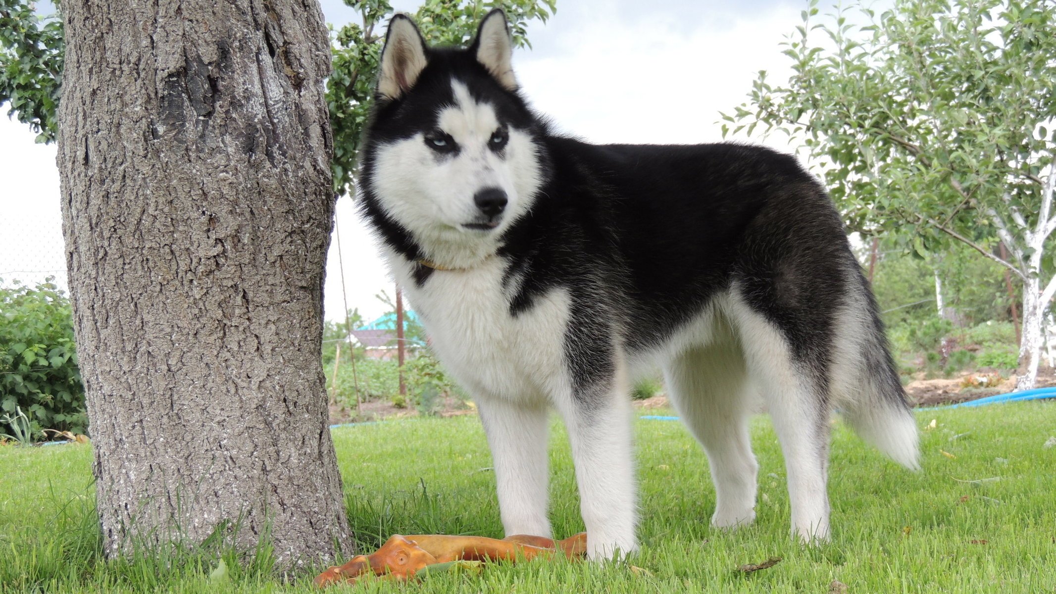 lato husky arnie siberian husky huska niebieskie oczy