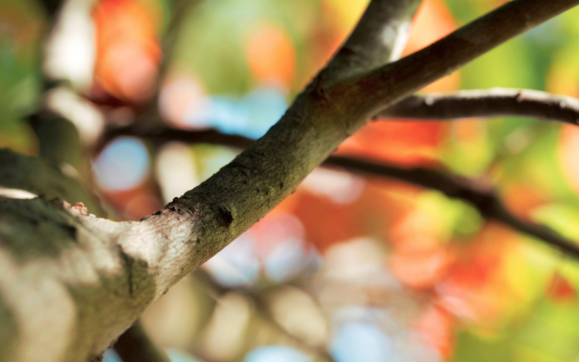 macro árbol desenfoque árbol rama fondo macro bokeh