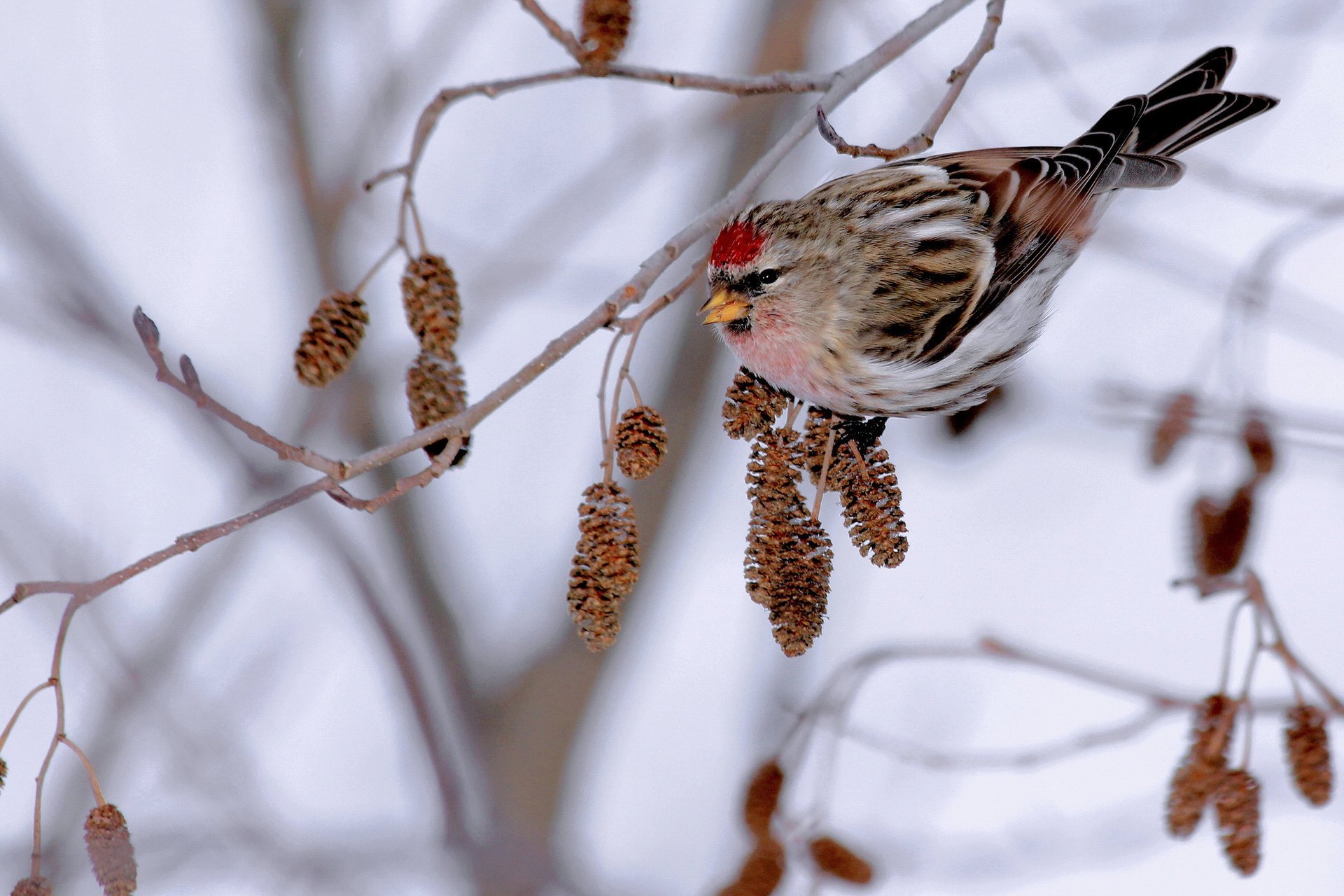 nourriture aulne hiver oiseau branche