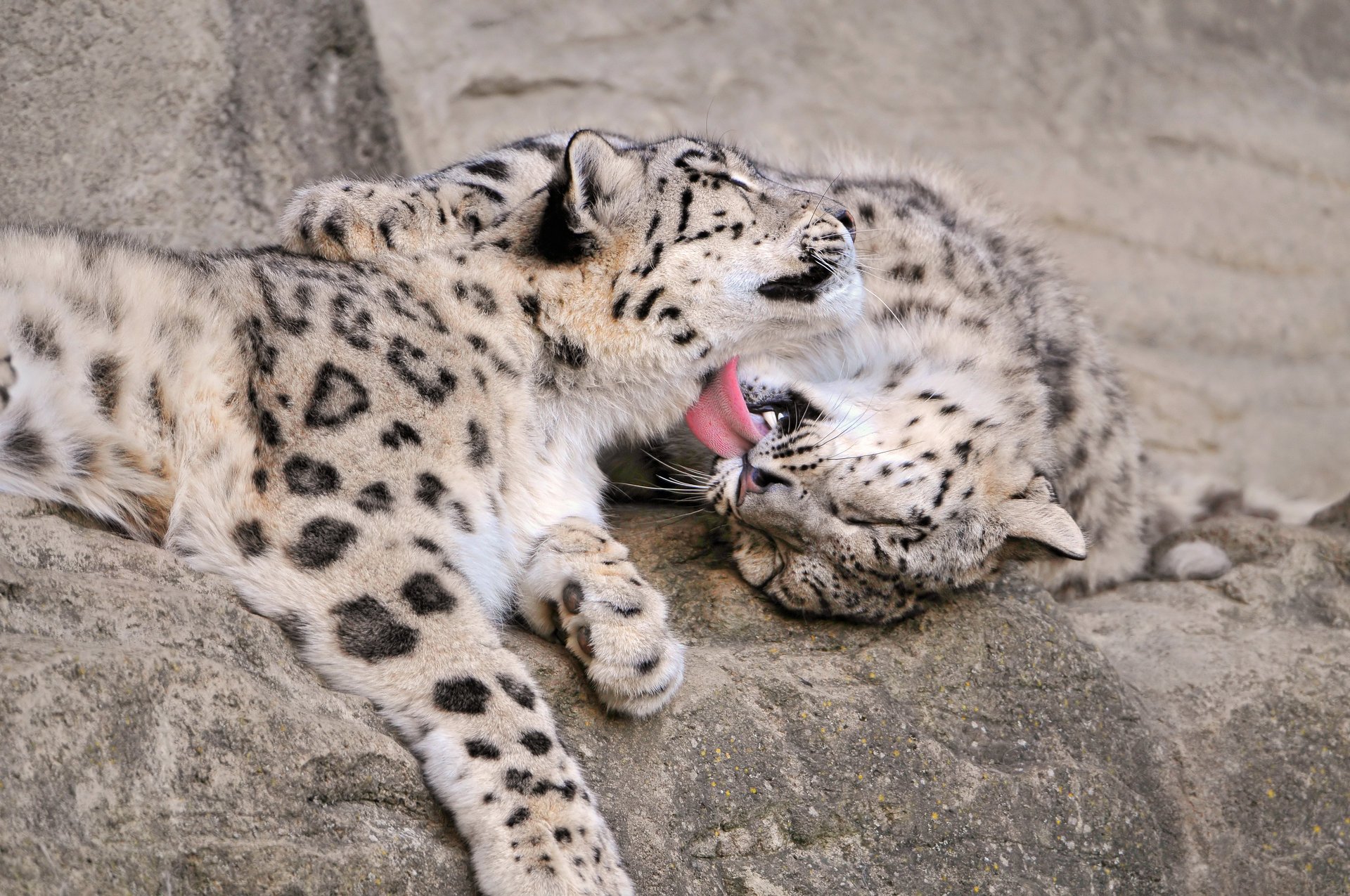 léopard des neiges chats langue amour irbis pierres