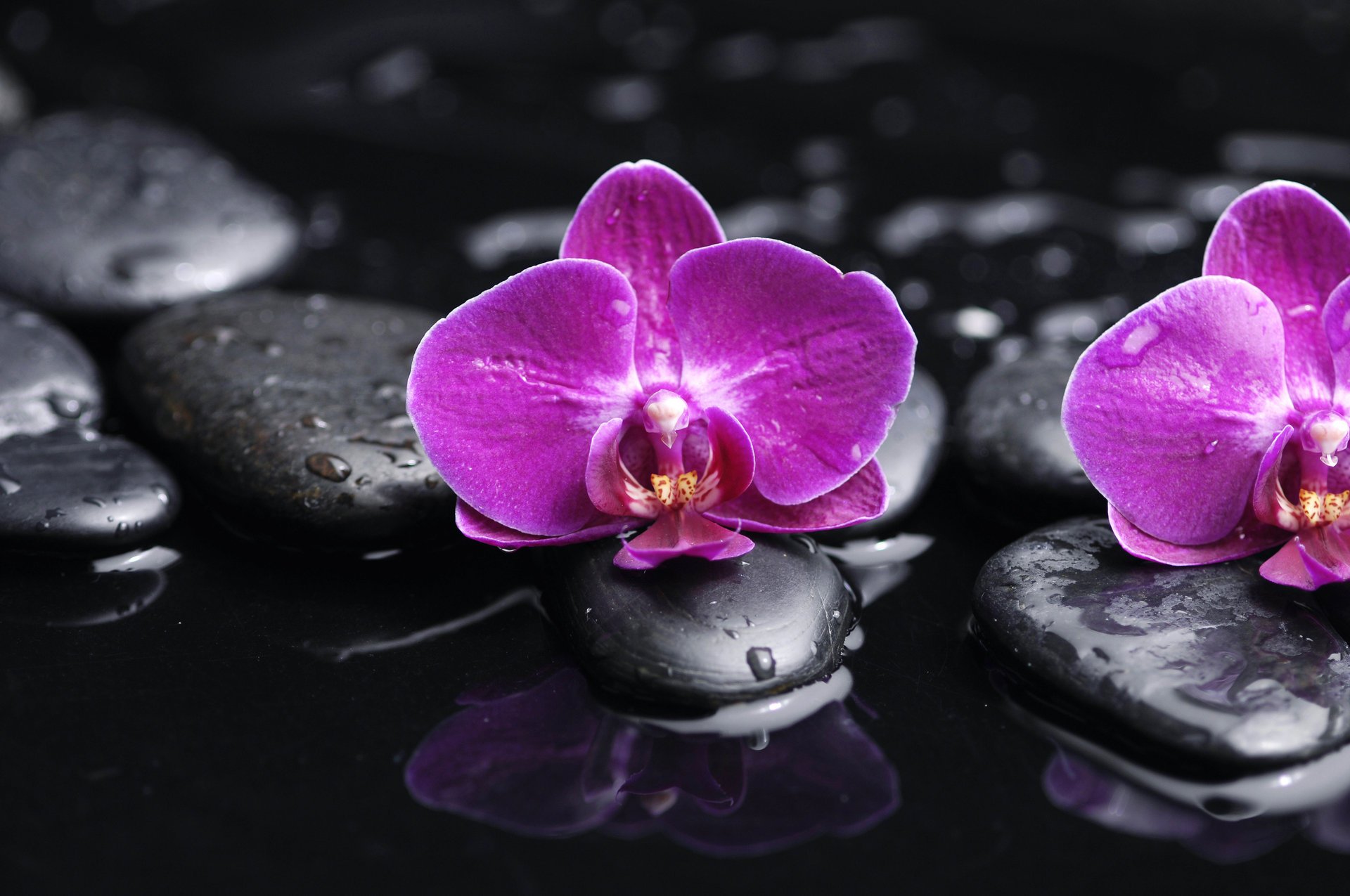 black stones water purple phalaenopsis petals flowers drops beauty orchid tenderne