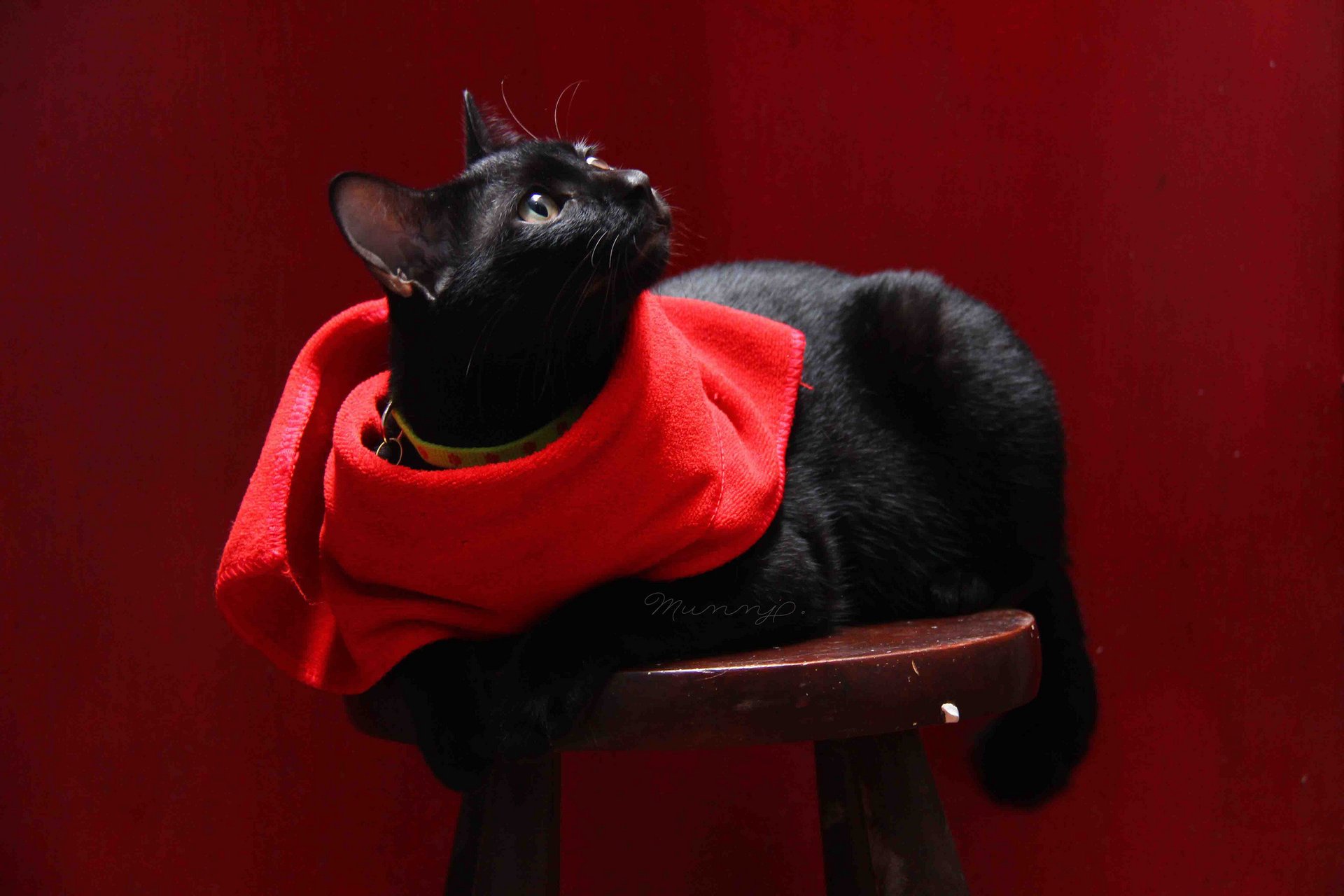 tabouret chat serviette noir fond chat