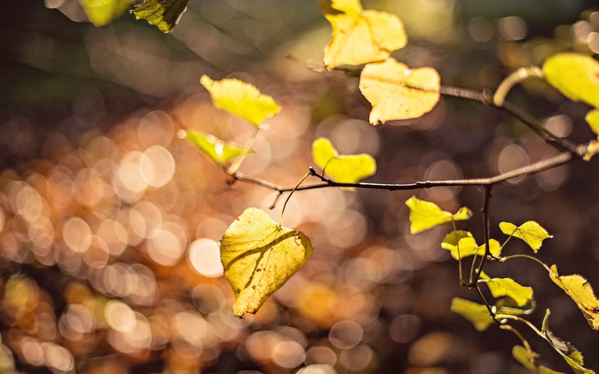 gros plan feuille feuilles branche arbre feuille jaune