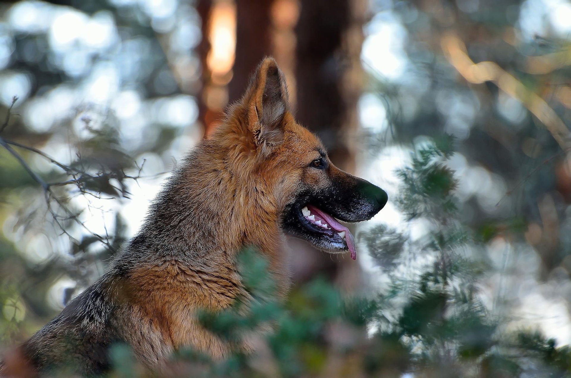 pysk tło natura rozmycie