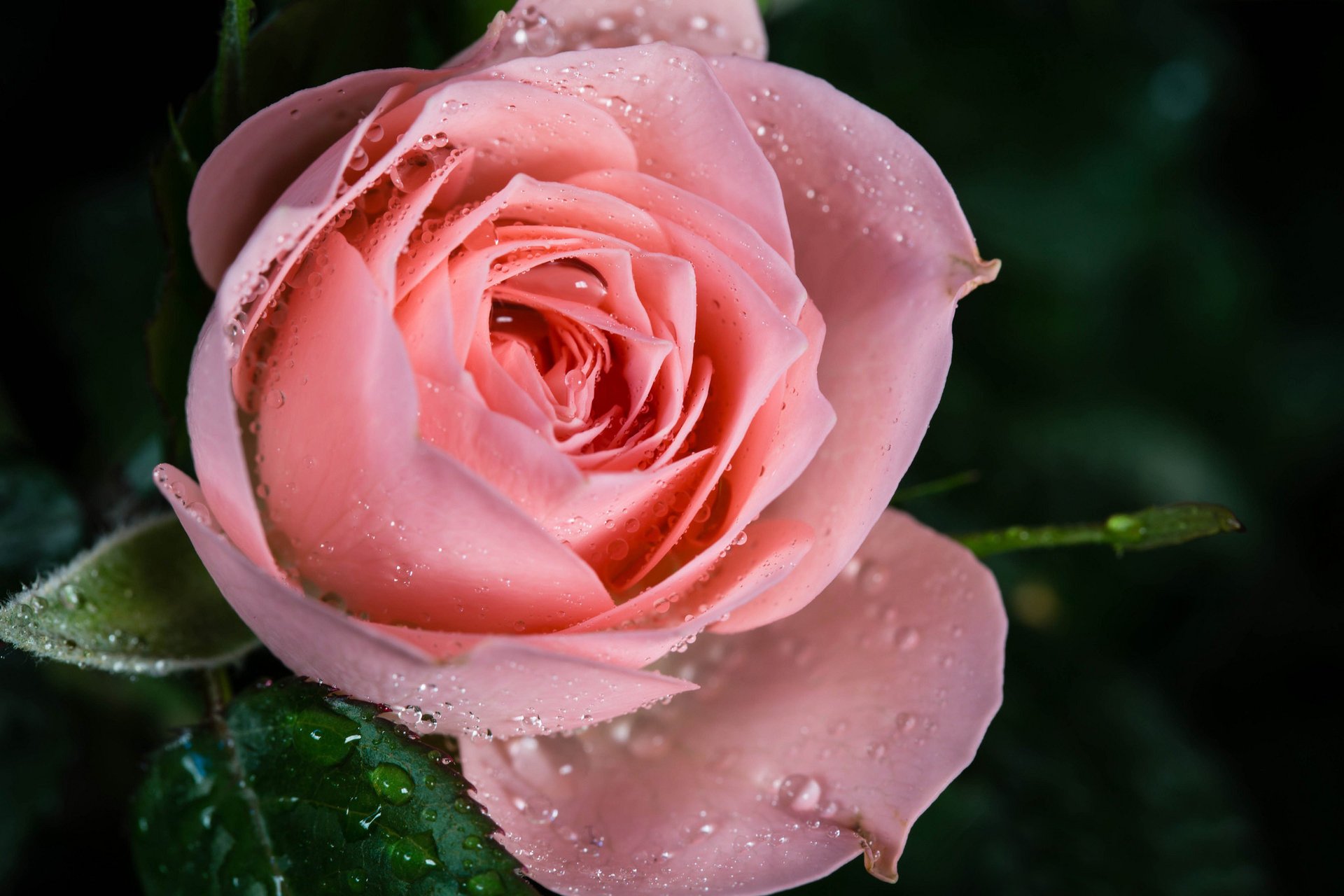 róża makro różowa rosa krople