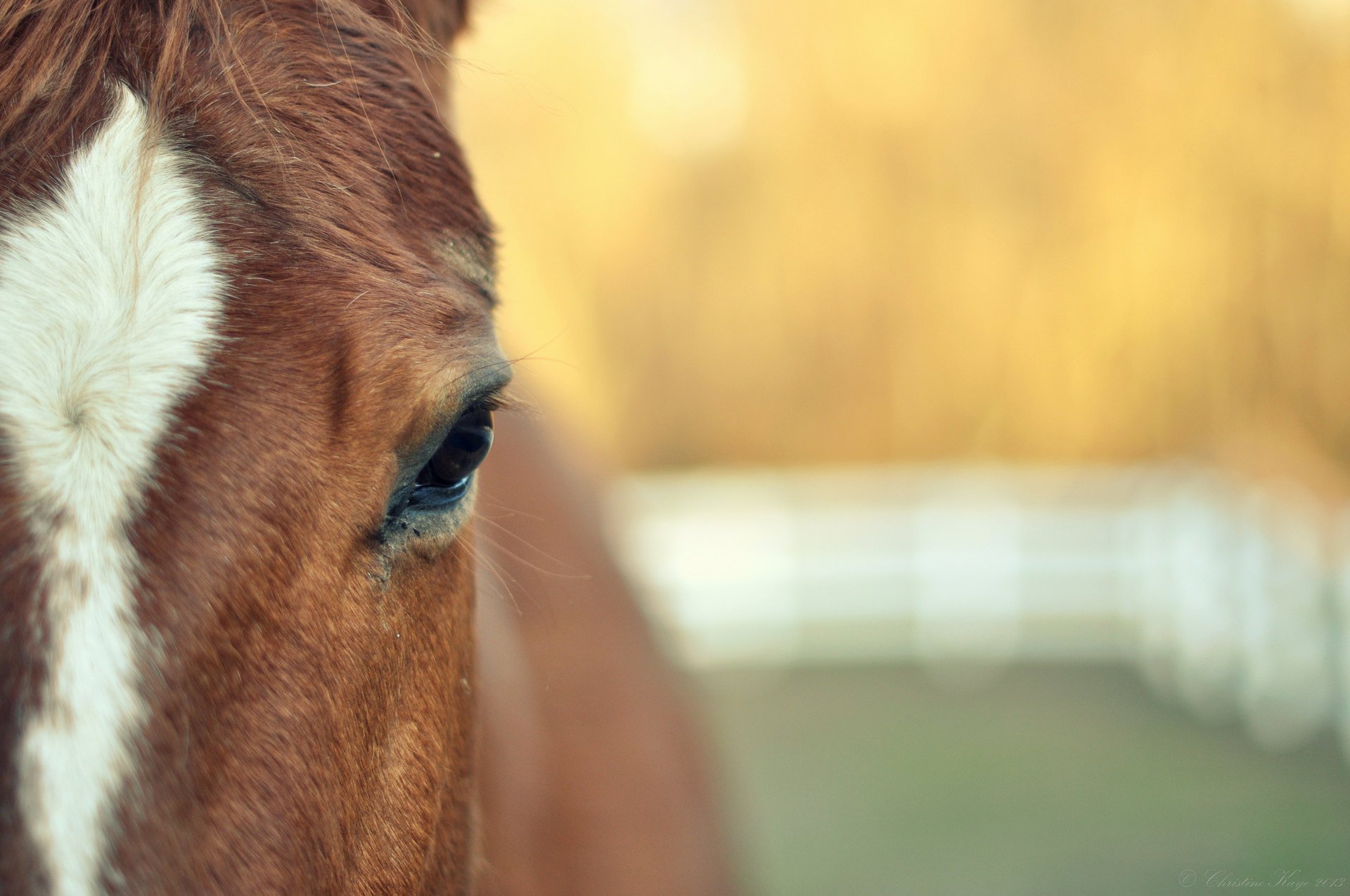 animals horse muzzle horse horse eye blur wallpaper