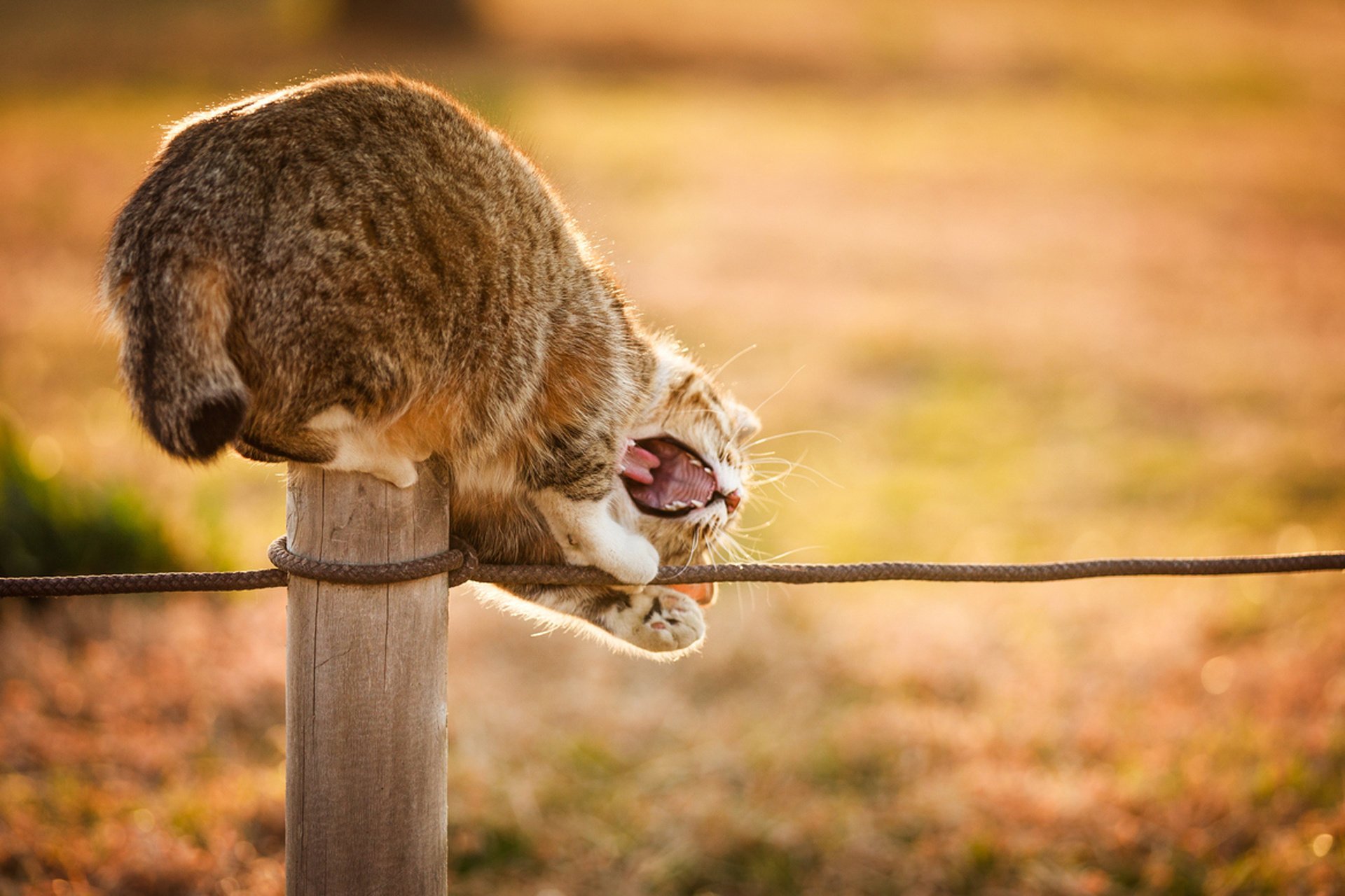 gatto colonna gatto bocca gioca natura corda