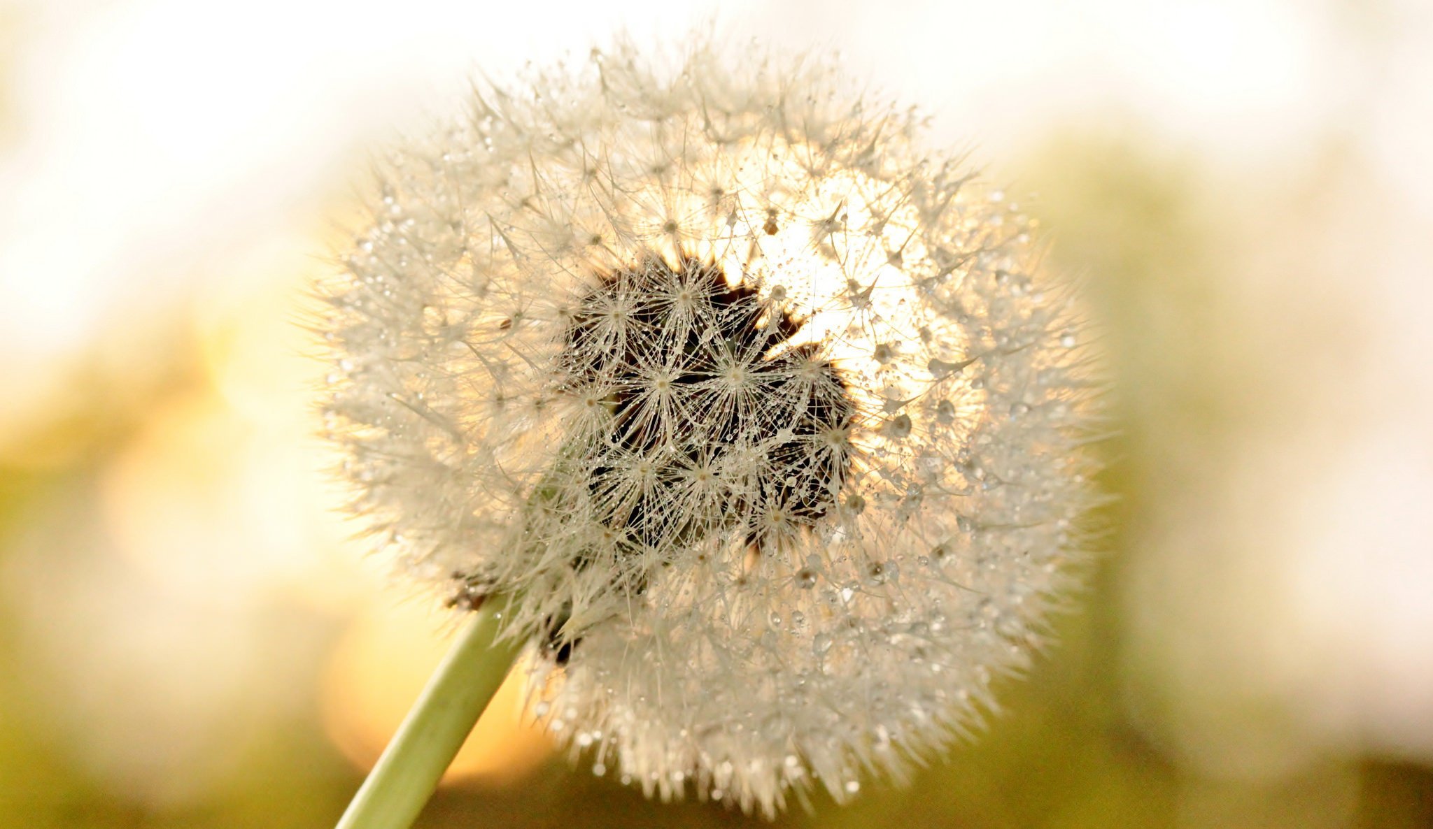 flower dandelion flower drops drops macro dandelion dew macro