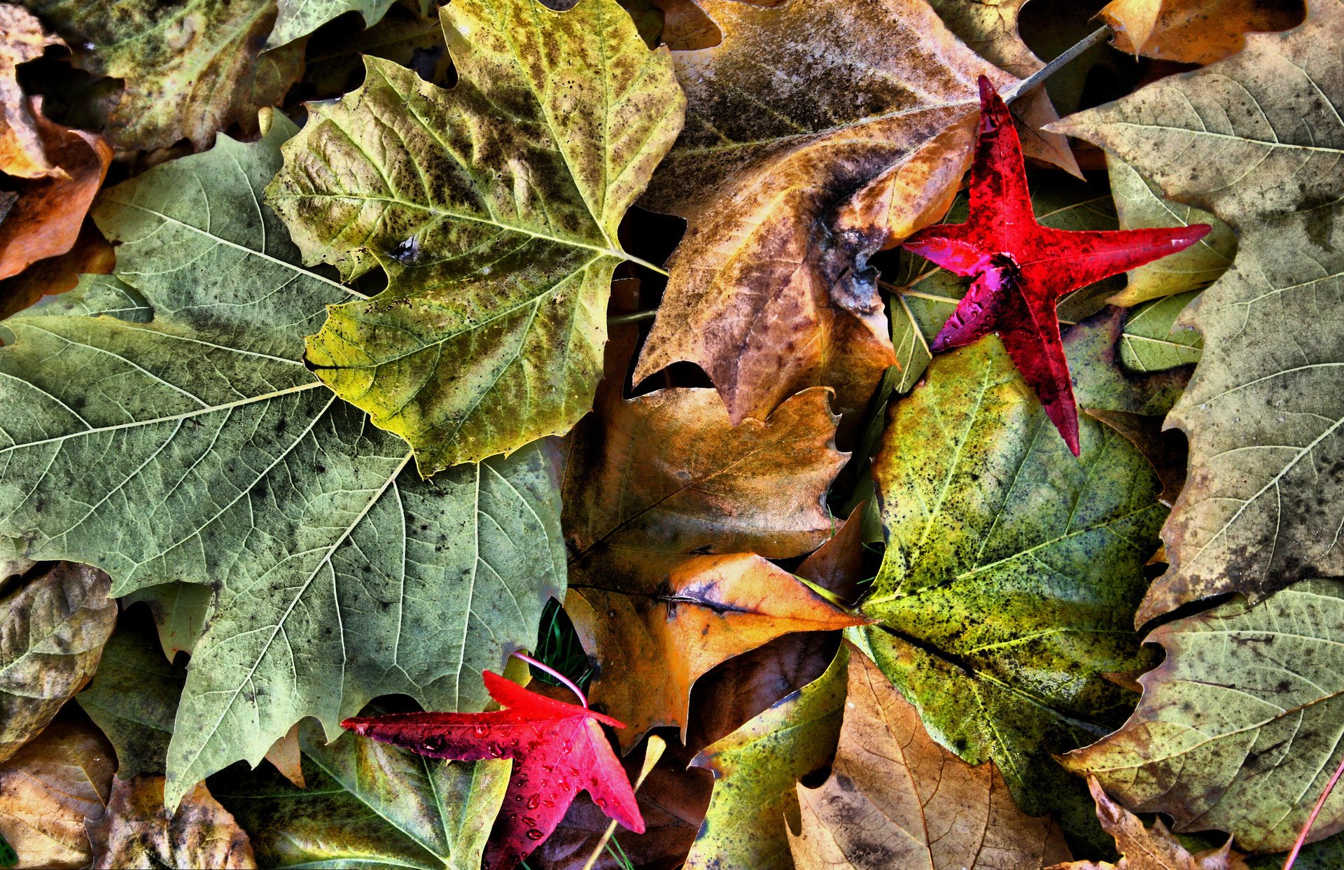 hojas color macro naturaleza otoño