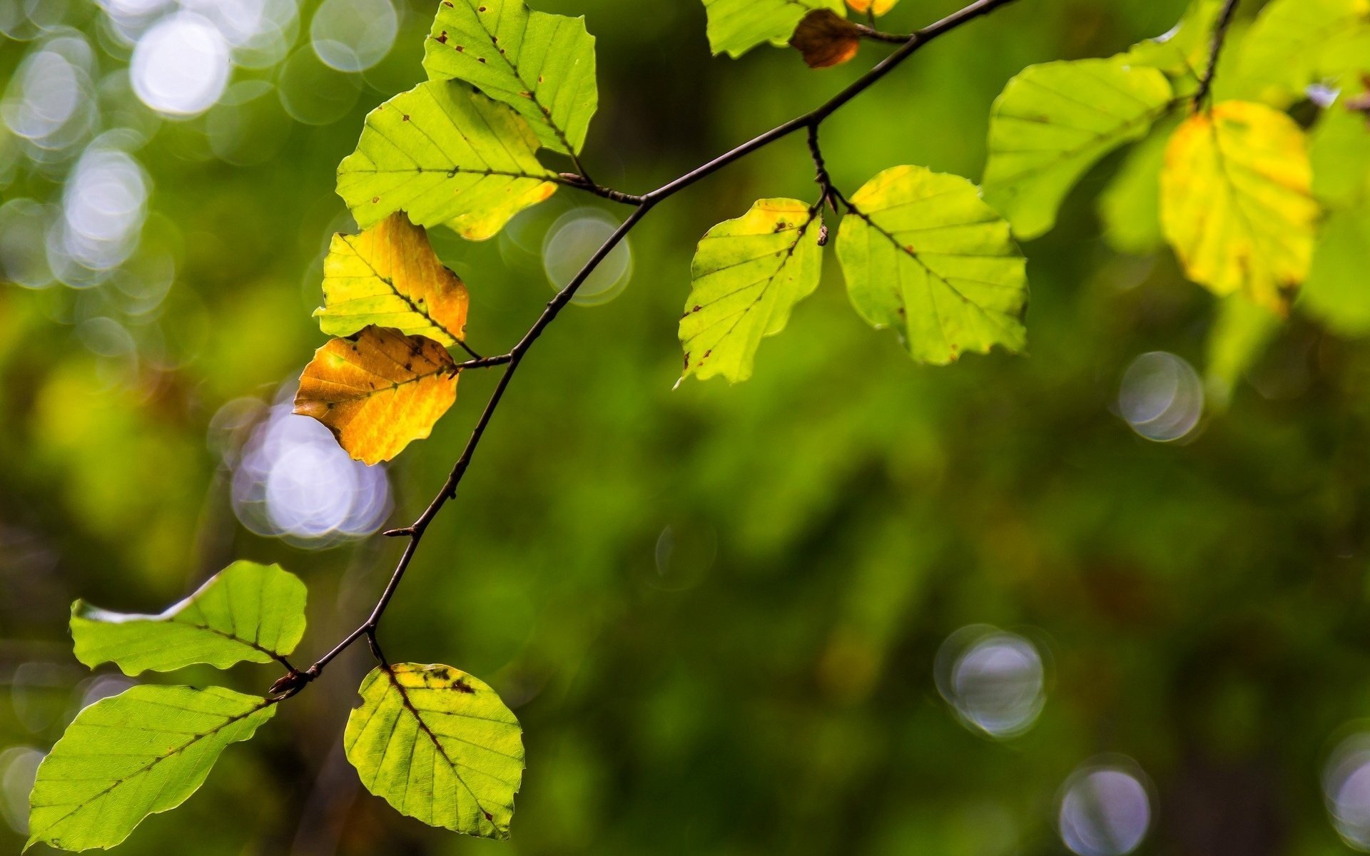 macro leaves tree branch yellow leaf leave