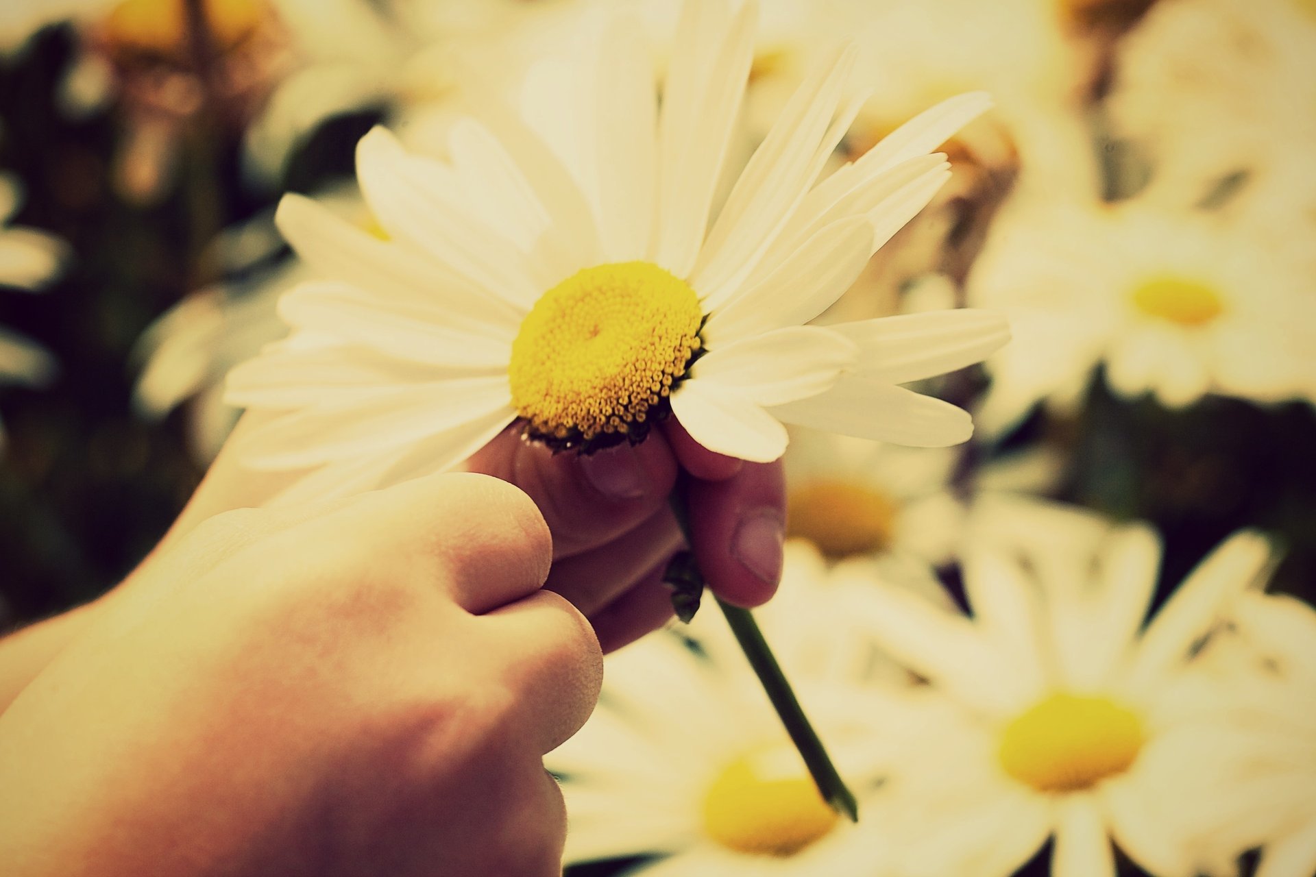 bianco petali fiori fiori giallo margherita