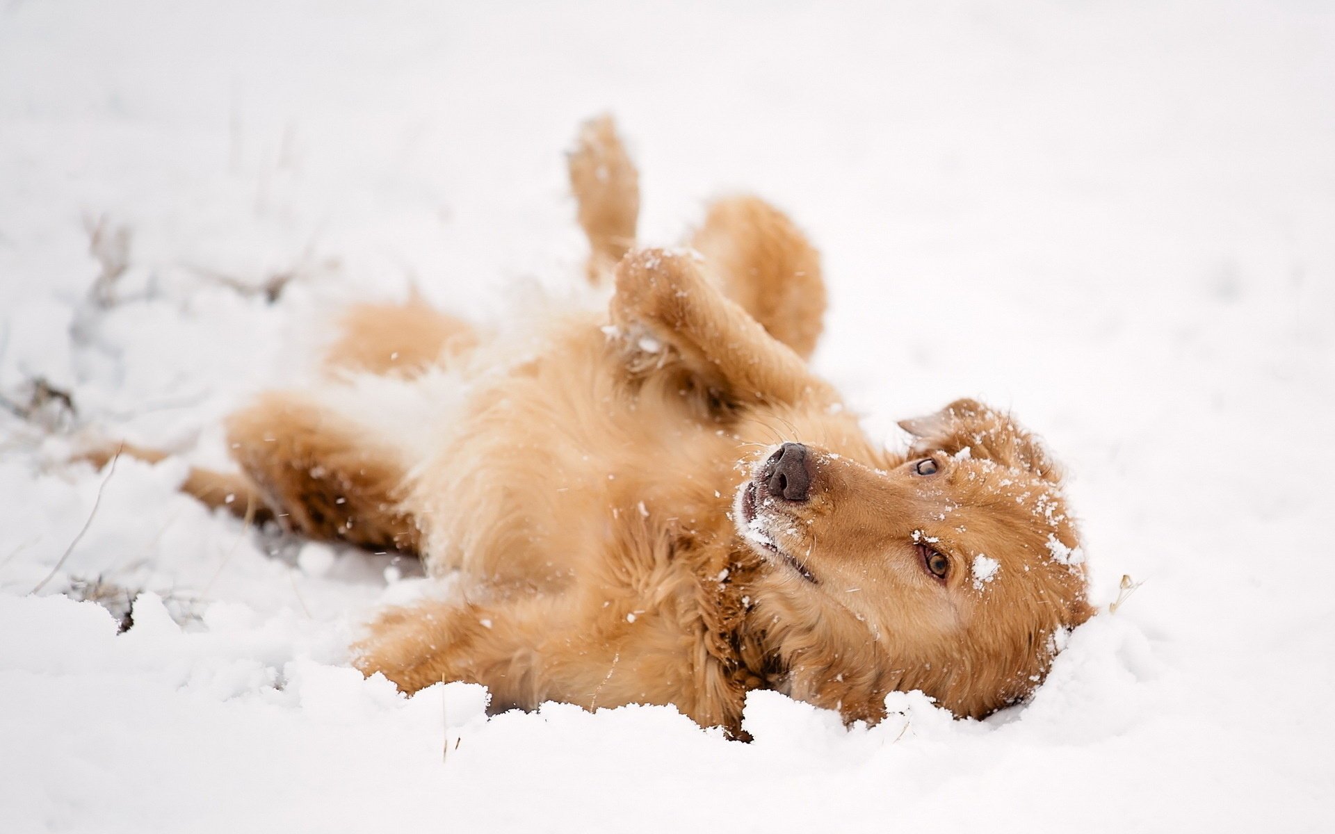 dog snow look each