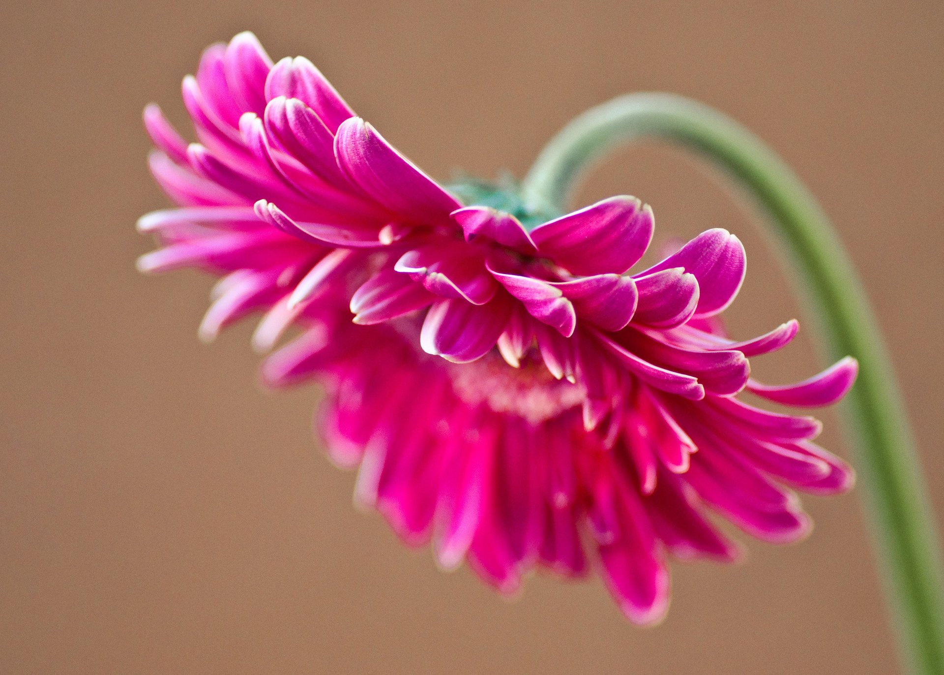 gerbera płatki różowy kwiat