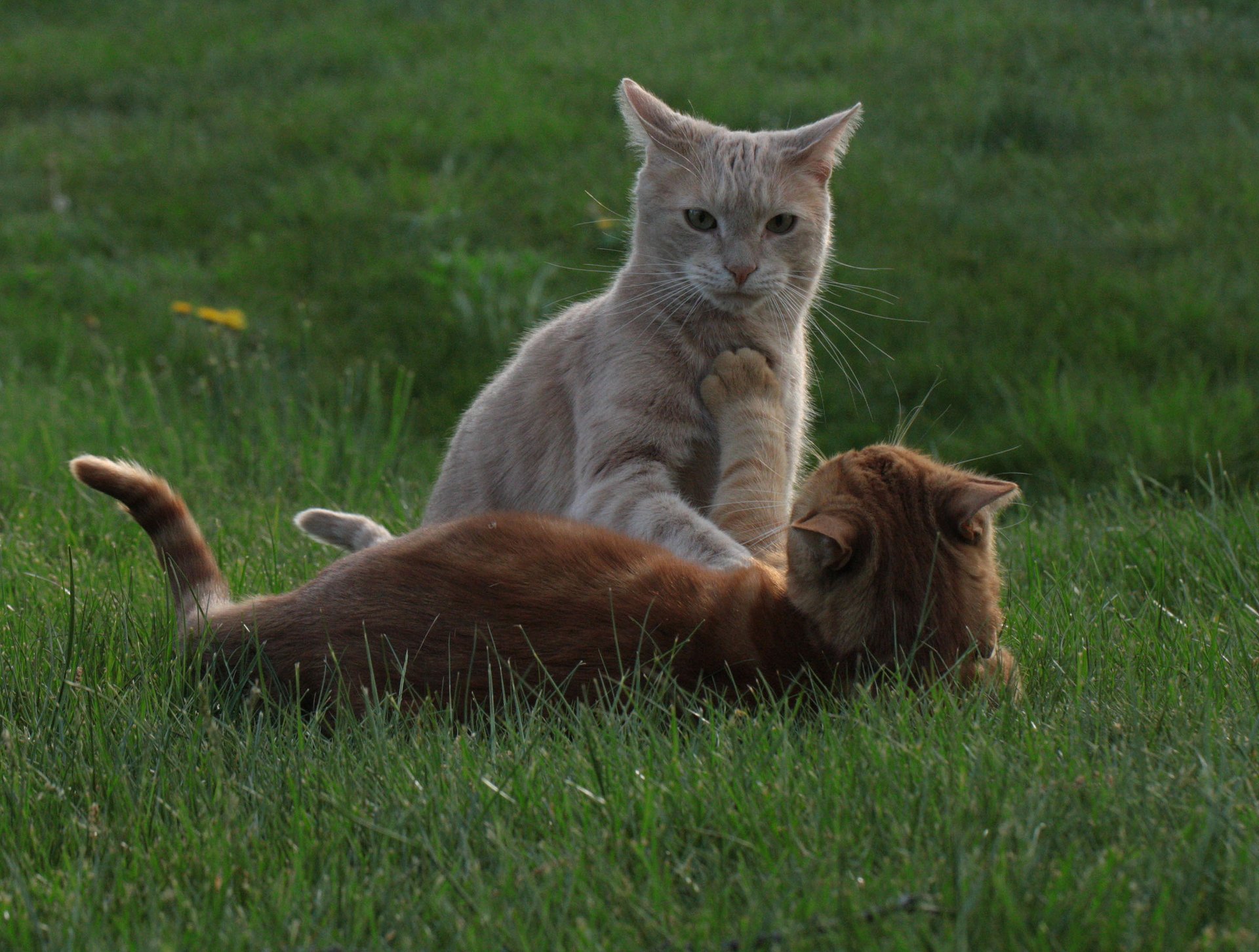 erba gatto gioco rosse gatto