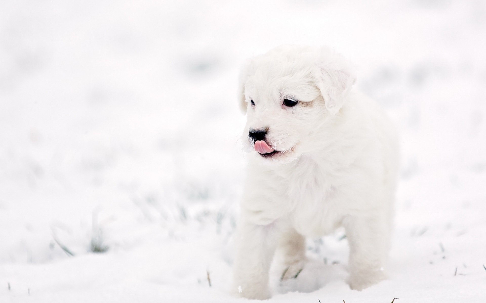 dog background puppy