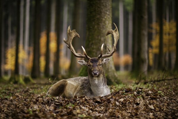 Ein Hirsch hat sich auf den Herbstblättern ausgebreitet