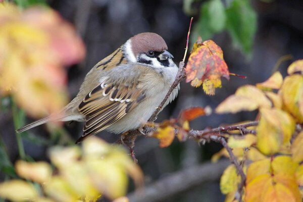 Ein Spatz sitzt auf einem Ast im Herbstwald