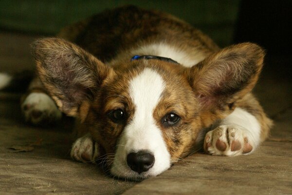 Die süßeste Schnauze des welsh Corgi