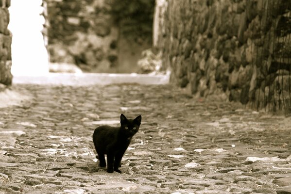 A lost black kitten on the street