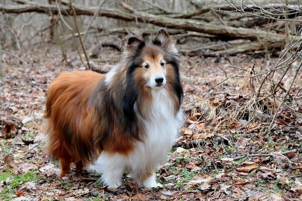 Hund im Hintergrund des Waldes. Der beste Freund des Menschen