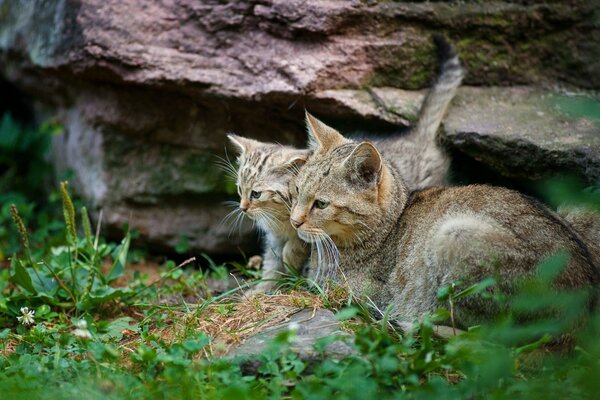 Mom and her little kitten near the rocks