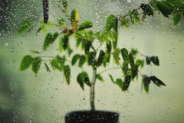 Planta en maceta detrás del vidrio